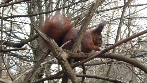 A squirrel on a tree branch eats cookies. Video stock 231023708