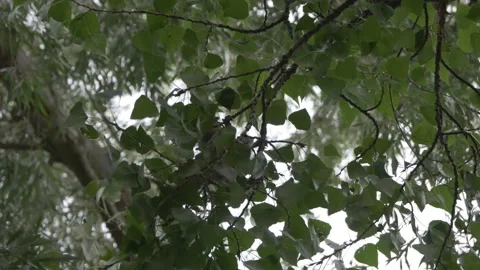 A Squirrel on a tree branch. Stock Footage 94523803