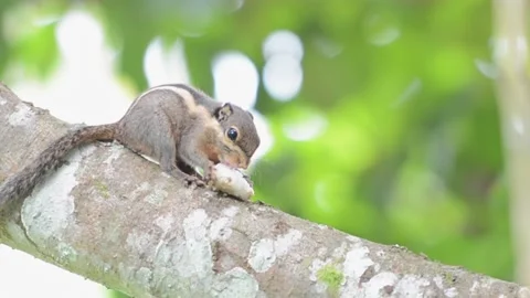Squirrel on Tree branch. Stock Footage 132365131