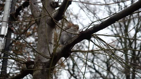 A squirrel on a tree branch Video stock 295007711