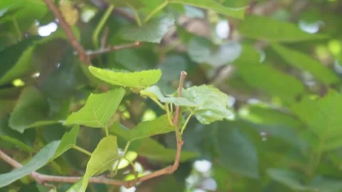 A squirrel is on the tree branch Stock Footage 304067333