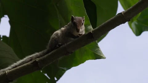 A squirrel on the tree branch Stock Footage 316227293