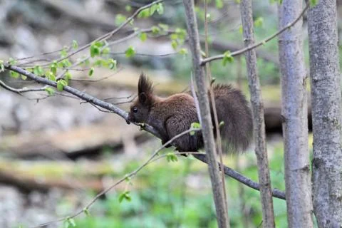 Squirrel on a tree branch in the forest Stock Photos