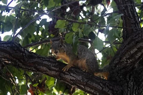 Squirrel on tree branch looking at camera Stock Photos