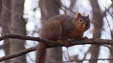 Squirrel on tree branch looks at camera close up Stock Footage 88245018