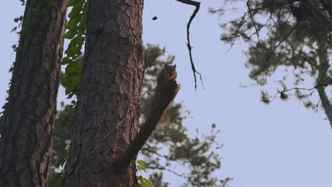 Squirrel On Tree Branch In Park Stock Footage 201448566