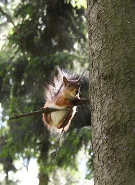 Squirrel on a tree branch Stock Photos