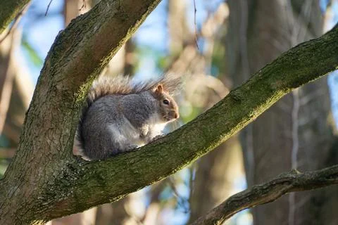 Squirrel on the tree branch Stock Photos