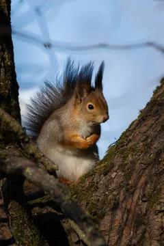 The squirrel on a tree branch. Stock Photos