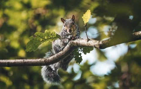 The squirrel on the tree branch Stock Photos