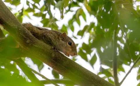Squirrel on a tree branch in the shade looking down Stock Photos