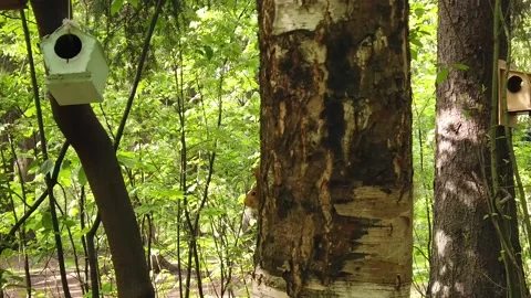 Squirrel on a tree branch in the spring forest Video stock 130371394