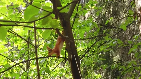 Squirrel on a tree branch in the spring forest Stock-Footage 130371425