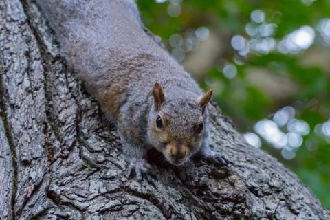 Squirrel On Tree Cape Town Stock-Fotos