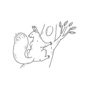Squirrel on the tree. Cartoon outline black white sketch illustration of cute Stock Illustration
