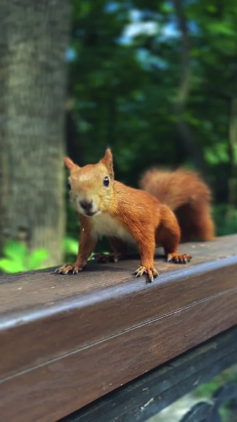 Squirrel on a tree. Close-up of a cute beautiful and red squirrel eating a nut. Stock Footage 251538935