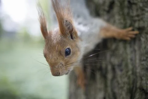 Squirrel on tree , close up portrait Stock Photos