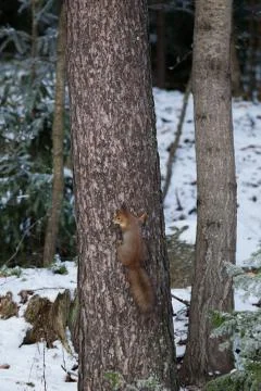 Squirrel on tree cone in mouth Stock Photos