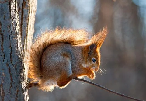 Squirrel on a tree in a contour light Stock Photos