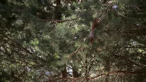 Squirrel on a tree eating cones Stock Footage 71892352