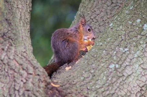 A squirrel on a tree eating a cracker Stock Photos