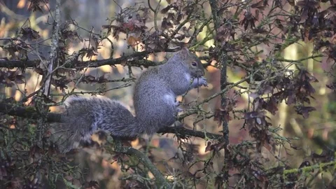 Squirrel in a Tree eating a nut Video stock 84272847