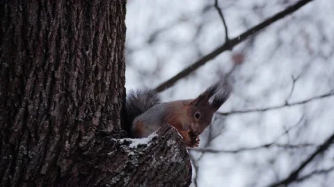 Squirrel on tree eating a nut Video stock 143763178