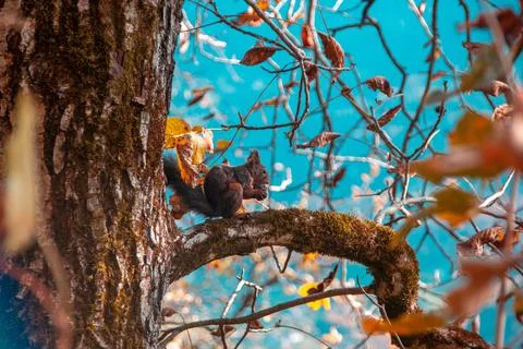 Squirrel on a tree eating a nut Stock Photos