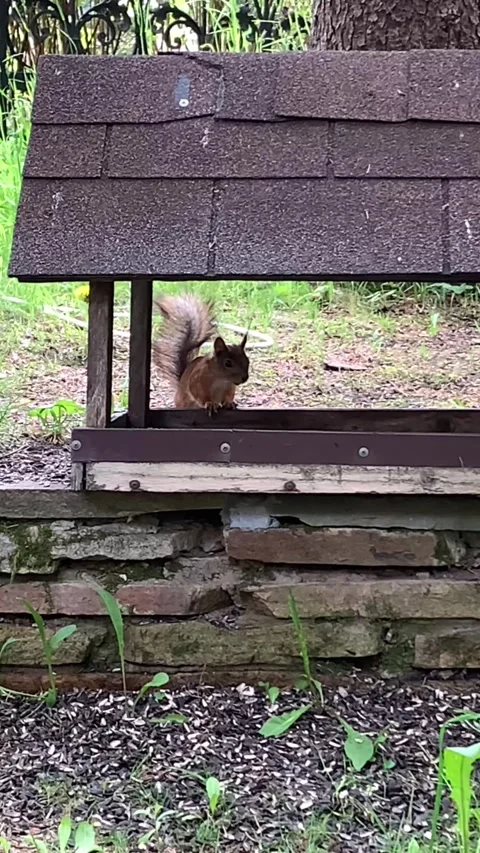A squirrel in a tree eating nuts in a feeder Stock Footage 273825326