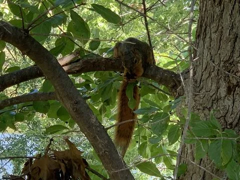 Squirrel in a tree eating  Foto stock