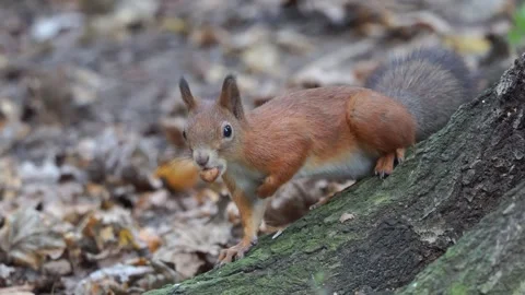 A squirrel on a tree is eating something Stock Footage 250387529