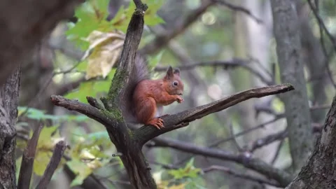 A squirrel on a tree is eating something 動画素材 250388034