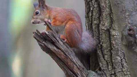 A squirrel on a tree is eating something 스톡 동영상 250388142