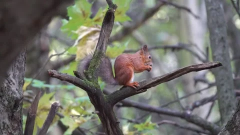 A squirrel on a tree is eating something Video stock 251207421