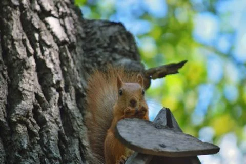 Squirrel, on the tree, eats food that holds in front paws, against the Stock Photos