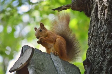 Squirrel, on the tree, eats food that holds in front paws, against the Stock Photos