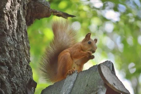 Squirrel, on the tree, eats food that holds in front paws, against the 스톡 사진