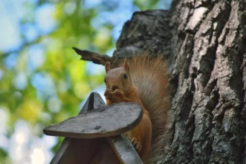 Squirrel, on the tree, eats food that holds in front paws, against the Stock Photos