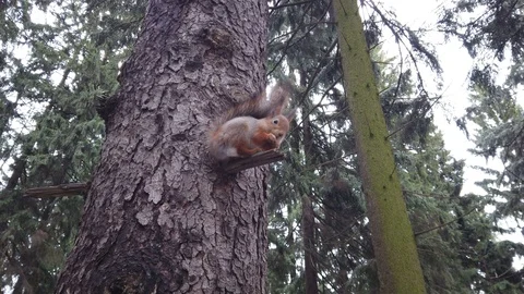 Squirrel on a tree eats a nut in the forest in winter Video stock 123537678