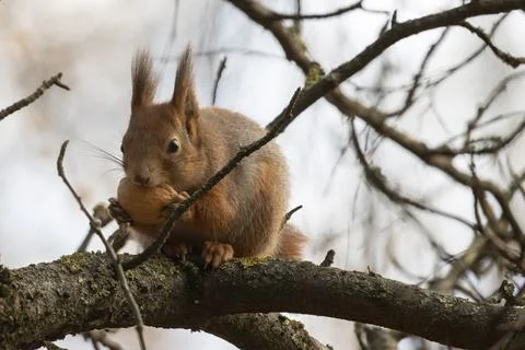 Squirrel on a tree eats a nut Stock Photos