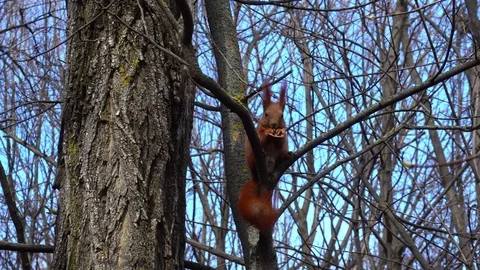 Squirrel on the tree eats nut. Wildlife Stock Footage 126851007