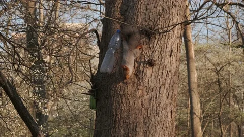 A squirrel on a tree eats nuts from a feeder Stock Footage 152847200