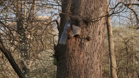 A squirrel on a tree eats nuts from a feeder Stock Footage 152847260