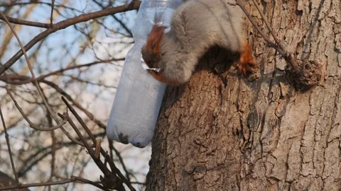 A squirrel on a tree eats nuts from a feeder Stock Footage 152847451