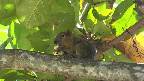 Squirrel on a tree eats nuts Stock Footage 89216592