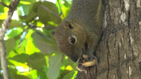 A squirrel on a tree eats peanuts Stock Footage 89216088
