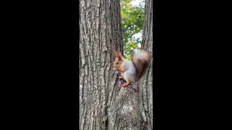 A squirrel on a tree eats from your hands. Autumn. Stock Footage 320624441