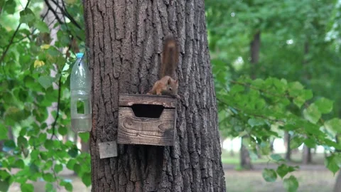 A squirrel in a tree explores a new hideout Stock Footage 136758910