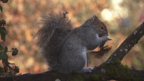 Squirrel in a Tree Extreme Close Up Eating Video stock 84276970