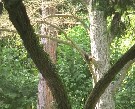 Squirrel on the tree Stock Footage 1079435